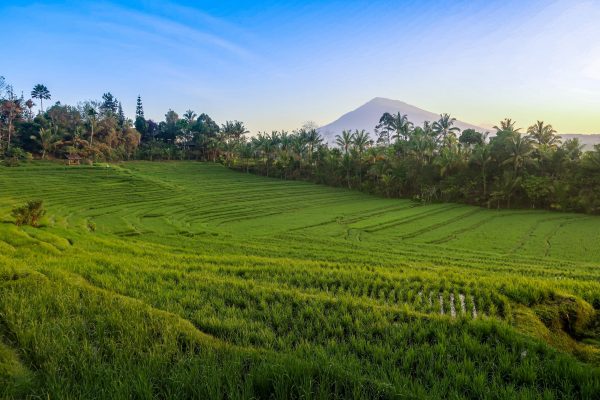 Belimbing rice fields Bali