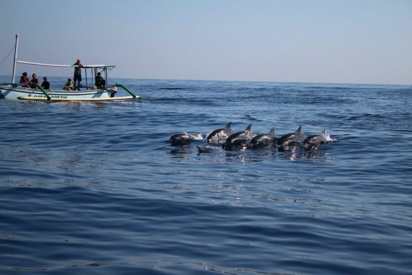 dolphin tour